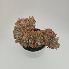 Echeveria Agate Cristata