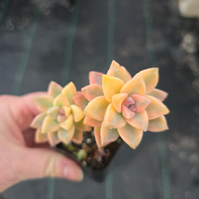 CYBERSUCCULENT graptoveria Jester