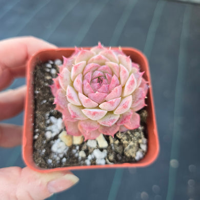 Echeveria Charlotte Rose