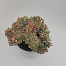 Echeveria Agate Cristata