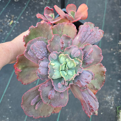 Echeveria Nicholas