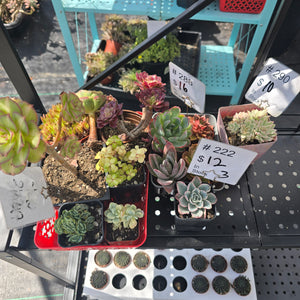 CUSTOM ORDER sillycece31 Instagram Live Sale