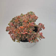 Echeveria Agate Cristata