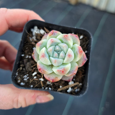 Echeveria 'Alba Beauty'