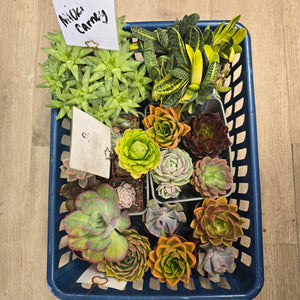 CUSTOM ORDER mickicarney Instagram Live Sale