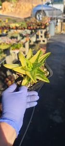 Lisa Holsey Aloe nobilis variegated