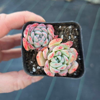 Echeveria Suryeon