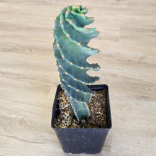 Cereus Forbesii Spiralis Cactus FLASH SALE