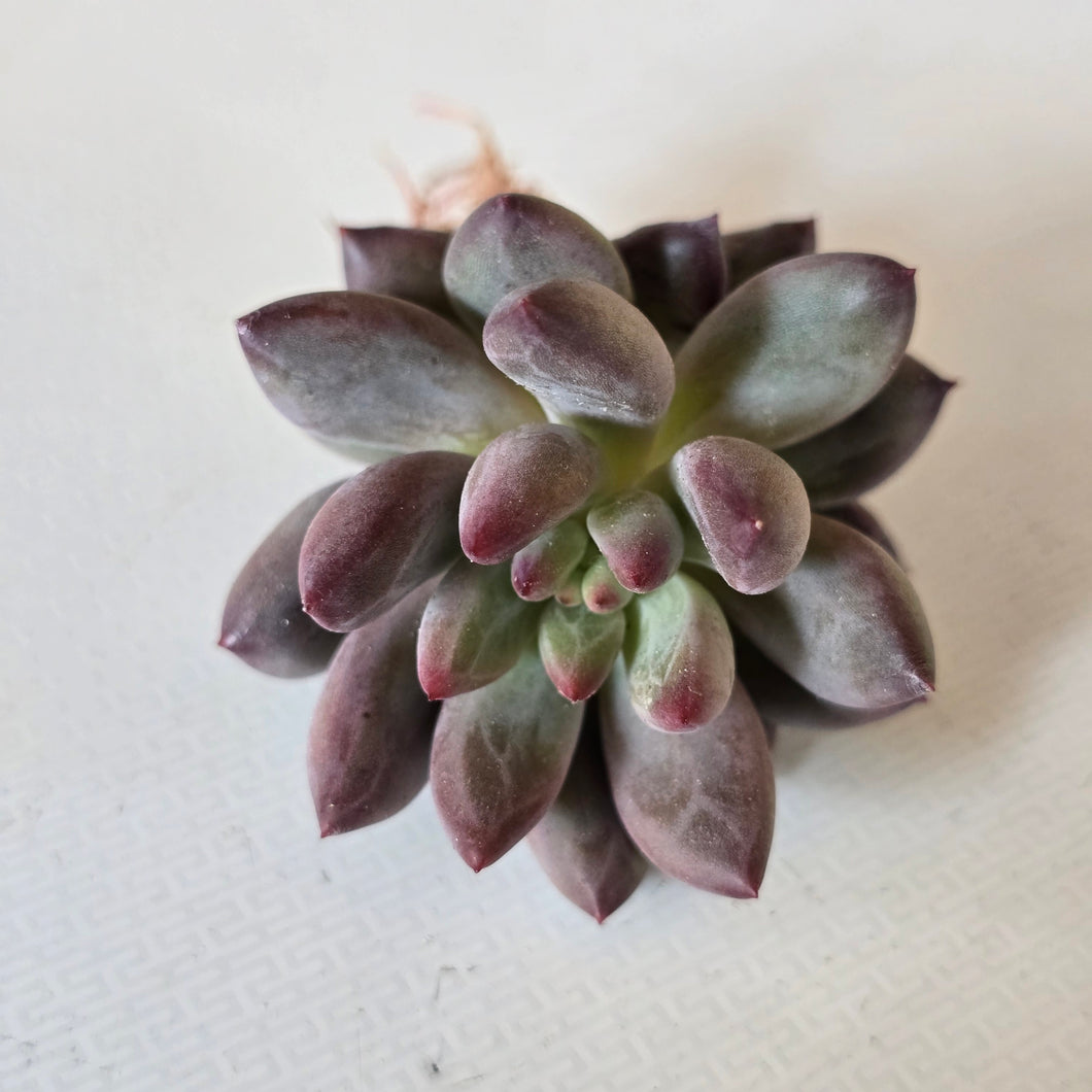 Echeveria red dragonfly