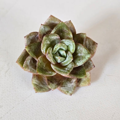 Echeveria Germany Champagne