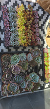 CUSTOM ORDER Rachel Gillett