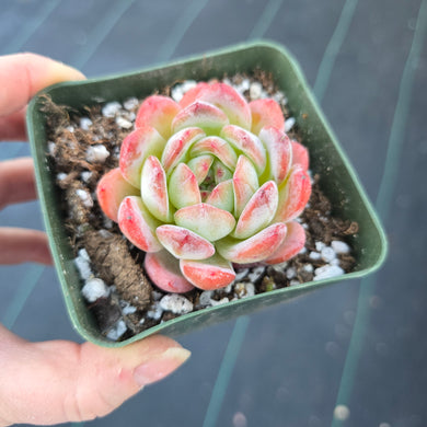 Echeveria 'Star Mark'