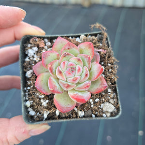 Echeveria Strawberry Almond