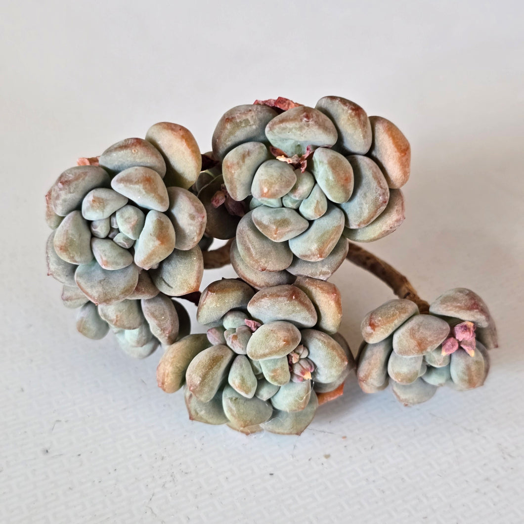 Echeveria glucose cluster
