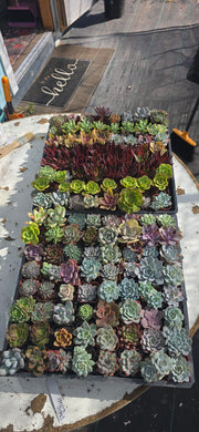 CUSTOM ORDER Jodi Happy Succa