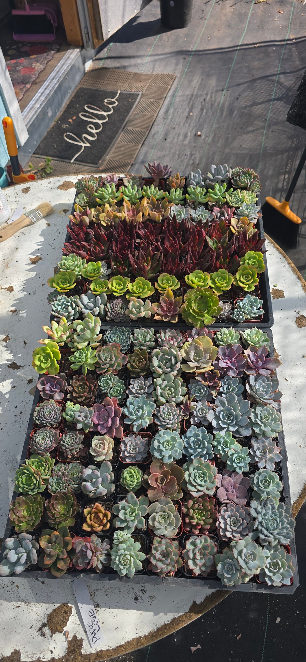 CUSTOM ORDER Jodi Happy Succa