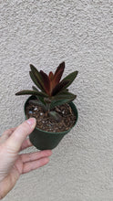 Kalanchoe tomentosa 'cinnamon'