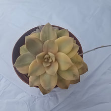 CUSTOM LISTING avasq8 Instagram Live Sale