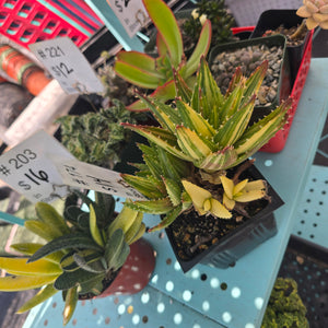 CUSTOM ORDER succulents_in_ca Instagram Live Sale