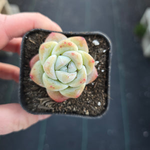 Echeveria Ice Green