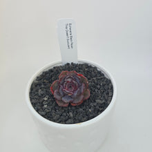 Echeveria Black Pecan