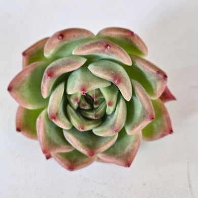 Echeveria White Dragon