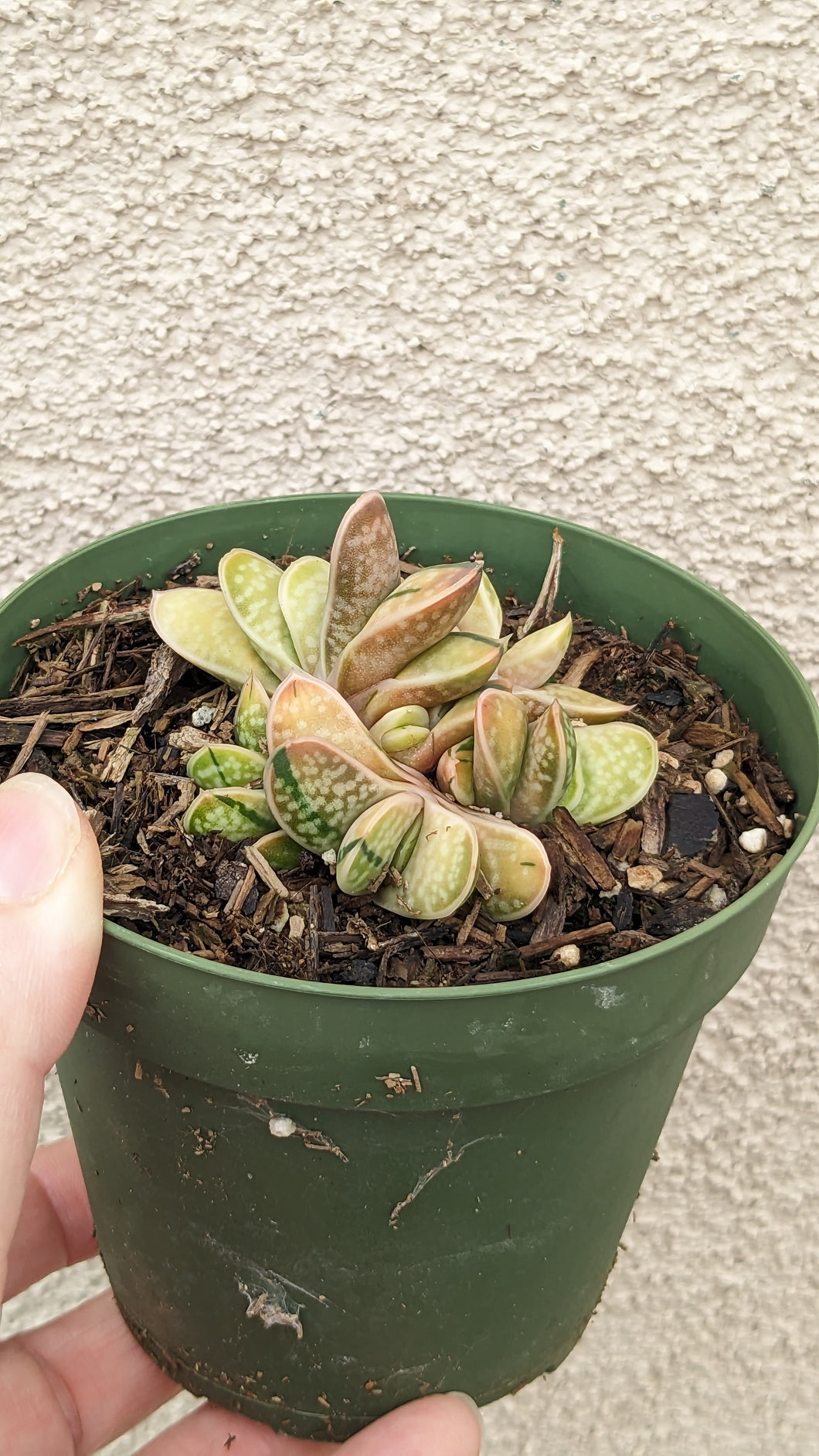 Gasteria bicolor var liliputana variegated