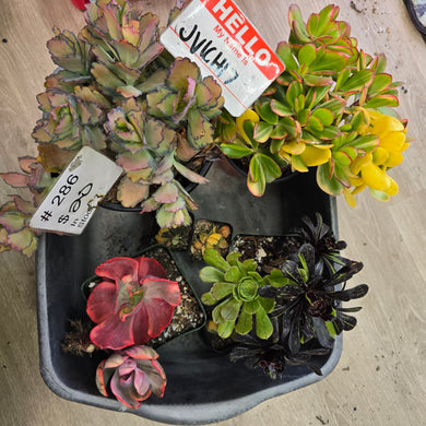CUSTOM ORDER jvichi7 Instagram Live Sale