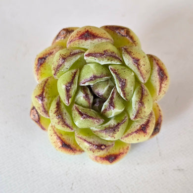 Echeveria Black Sand Beach