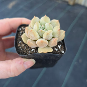 Echeveria choux creme