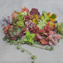 Set of 15 elfin cuttings