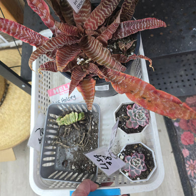 CUSTOM ORDER lisholsey Instagram Live Sale