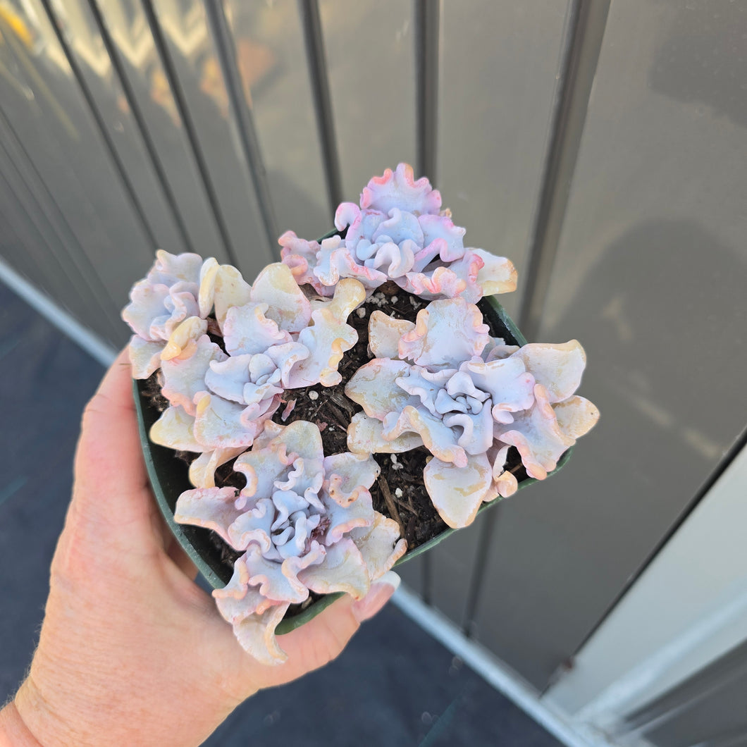 CUSTOM ORDER sillycece31 Instagram Live Sale