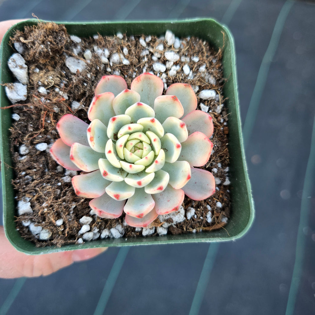 Echeveria Minima Variegated