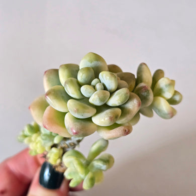 Sedum clavatum variegated