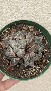 Haworthia 'Korizato'