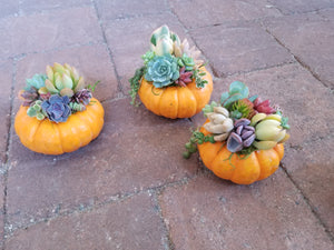 DIY Succulent Topped Pumpkin kit