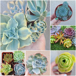 Monthly Succulent Subscription