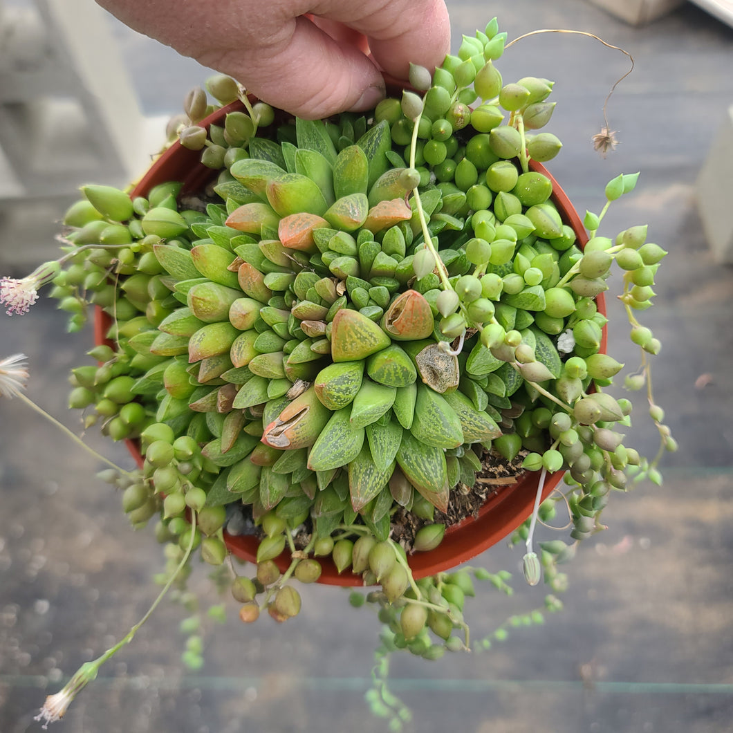 Mixed haworthia & string of tears