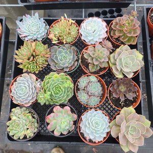 succulent flats 4" full flat – This Doesn't Succulent