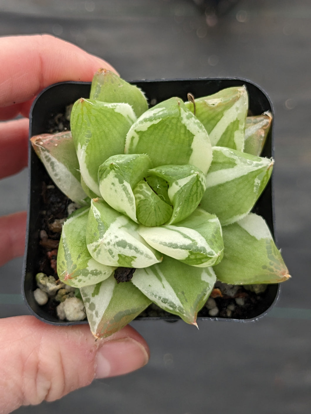 Tiny Tuesday variegated Haworthia