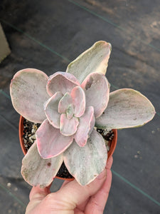 Echeveria Decora
