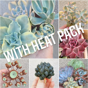 Quarterly "Rare" Succulent Subscription Box WITH HEAT PACK