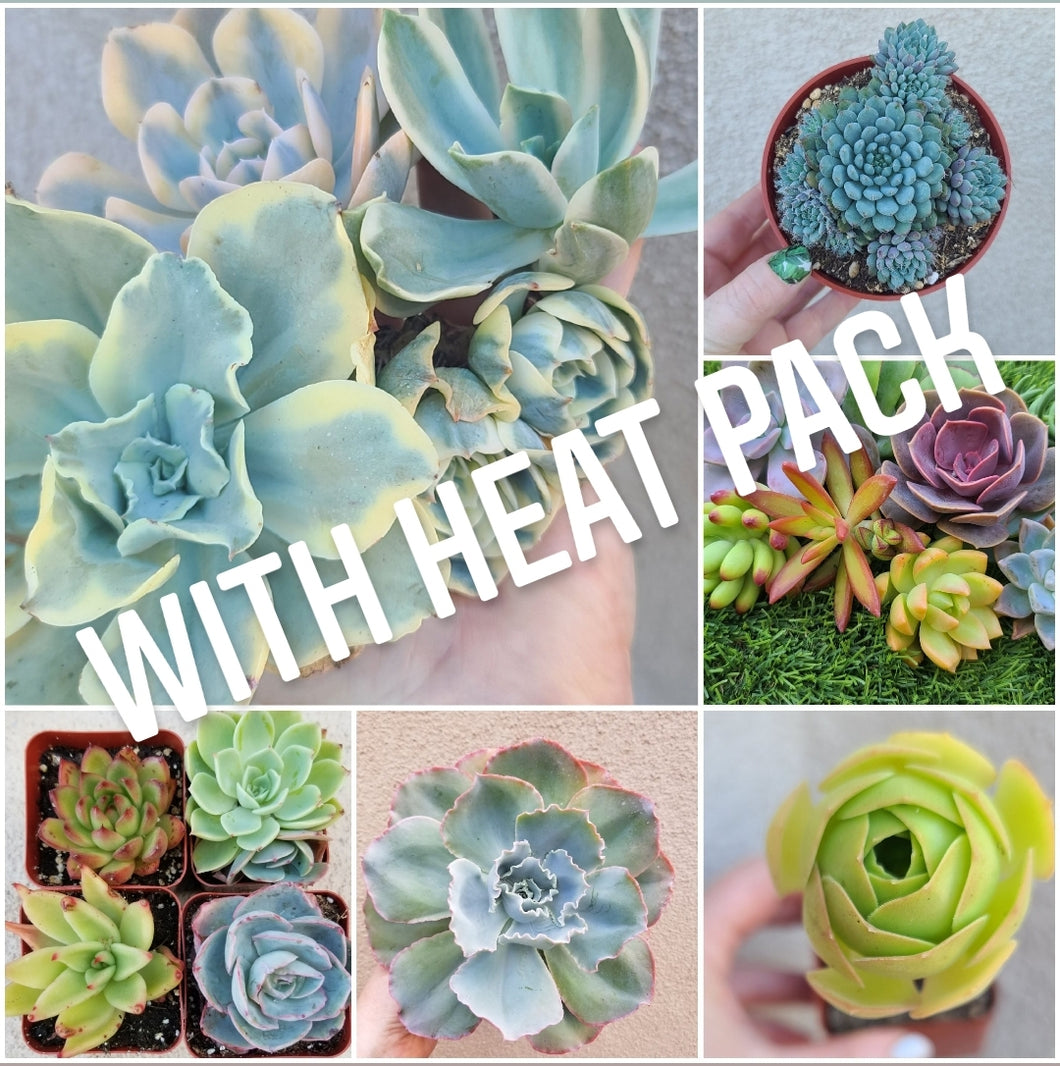 Monthly Succulent Subscription WITH HEAT PACK
