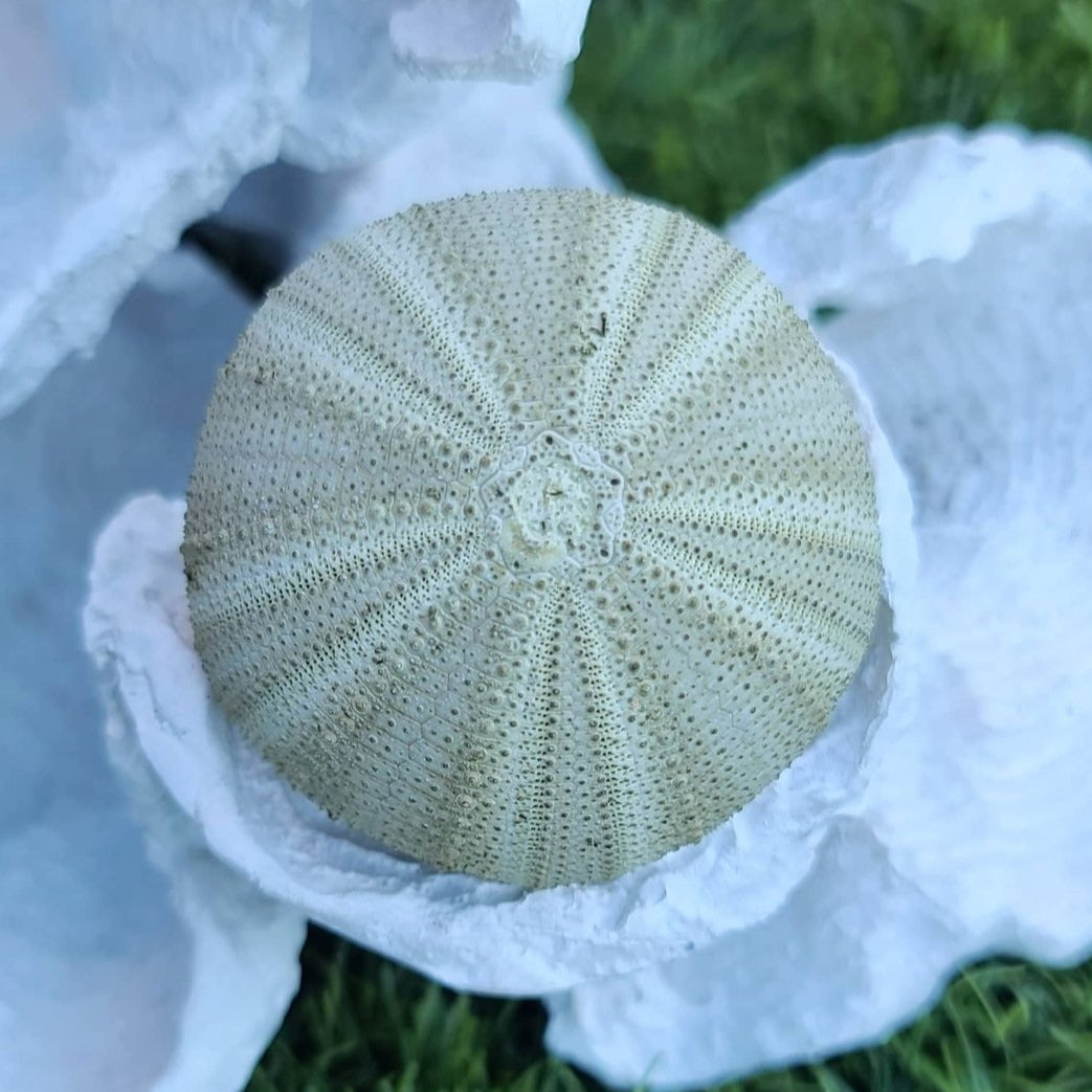 Sea Urchin shell air plant holder