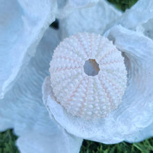 Sea Urchin shell air plant holder