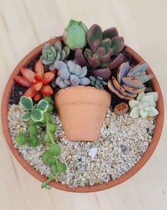 Succulent pot in a pot arrangement DIY kit
