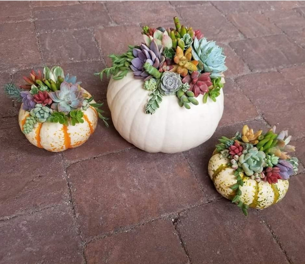DIY Succulent Topped Pumpkin kit