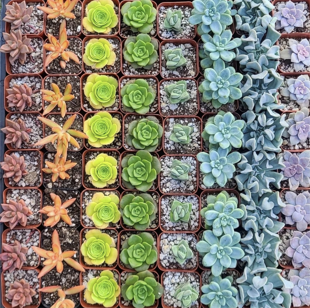 are succulents expensive Curated full flat 2-2.5' plants – This Doesn't Succulent
